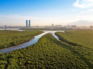 UAE’s conservation efforts to take centre stage at COP28