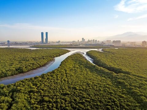 Panoramic view of mangrove forest in the United Arab Emirates 