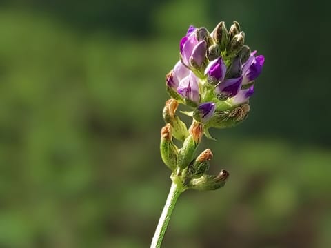 Originally used in ancient medicine, bakuchiol is now the new skincare ingredient taking over the beauty industry. 
