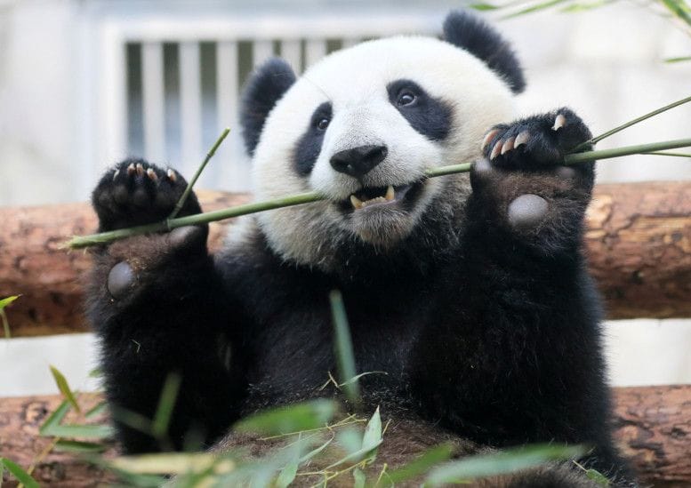 panda-1-1656834870876