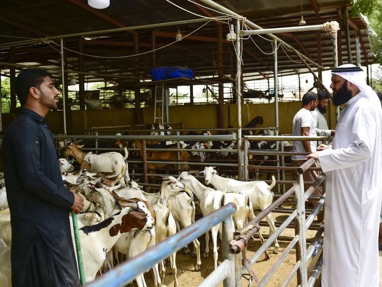 Copy of NAT 220707 EID PREP AND CATTLE MARKET ARAMZAN 10-1657199146590