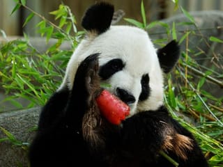Photos: Animals beating the heat with frozen treats