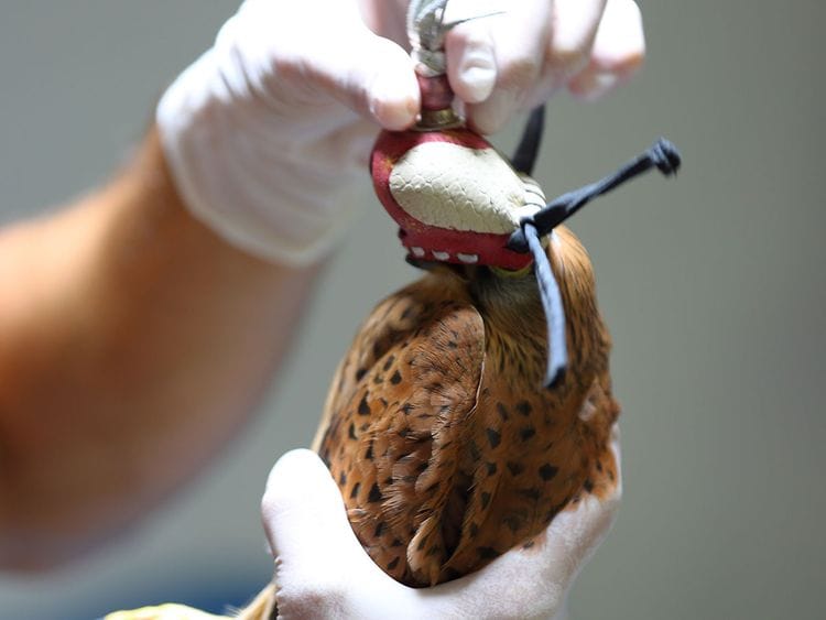falcon