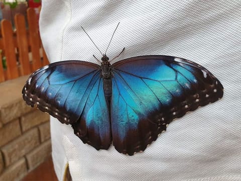 If you're lucky, some butterflies might come sit on you.