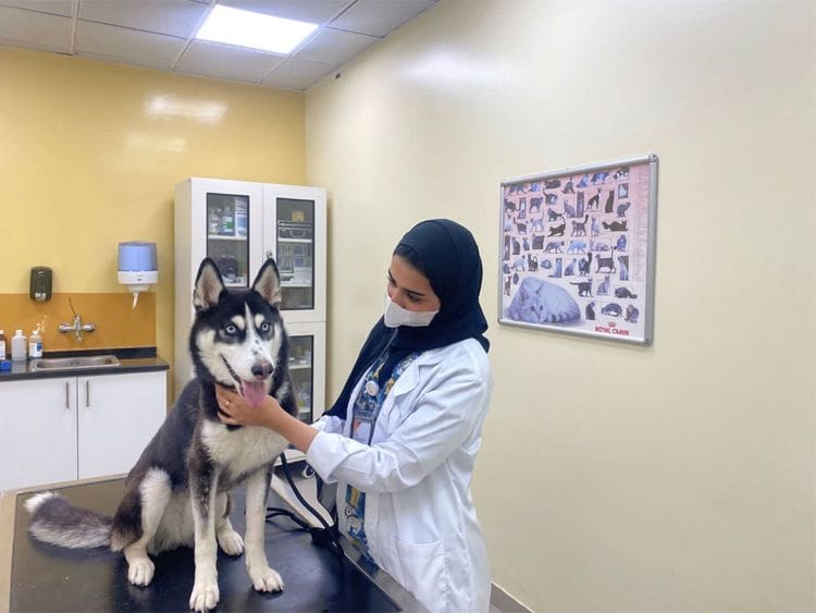 HUSKY1-1659958378653