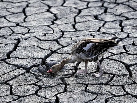 File photo: A goose looks for water in the dried bed of Lake Velence in Velence, Hungary, Thursday, Aug. 11, 2022. 