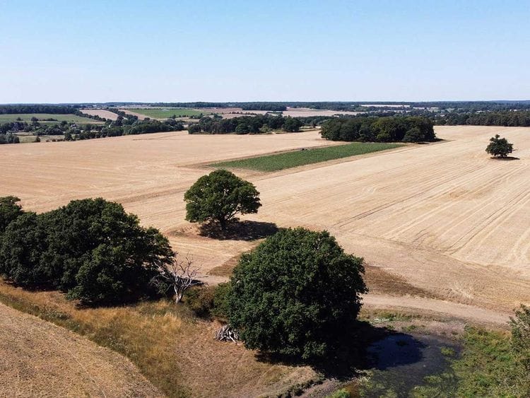 UK drought field