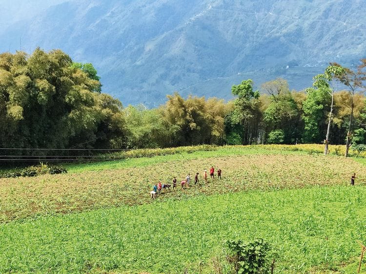 Su_220815_India_Bhaichung-COL_Tourists-can-learn-organic-farming-in-Sikkim-FOR-WEB