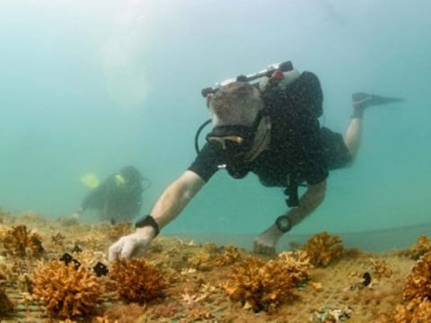 Coral health is one of the focus areas of the project
