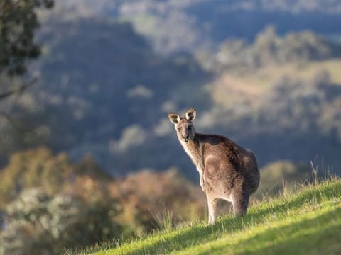 A University of Queensland-led team has said it employed the IVF technique on eastern grey kangaroos - which number in the millions - with the aim of eventually using IVF for scarcer marsupials.