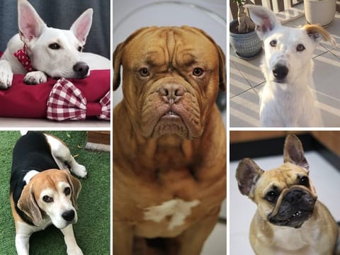 Here are some first-hand experiences from UAE residents that will help pet parents prepare for regular and one-off pet care expenses. (Clockwise, from top left, 'Aria' - Ravania Reddy's dog,  'Zorro' - Shanon Mallier's dog, 'Giggles' - Rajiv Madidi's dog, 'Bella' - Shanon Mallier's dog, and 'Popo' - Sidhartha Halder's dog.)