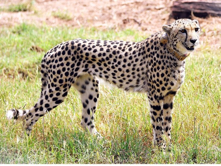 OPN MODI CHEETAH