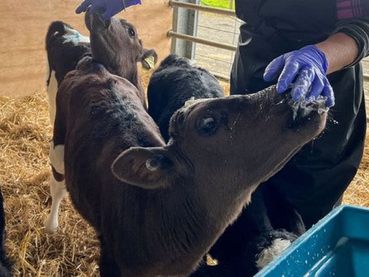 Kowbucha New Zealand cow