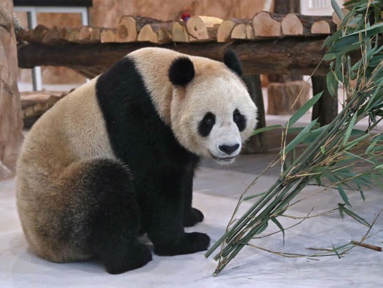 panda