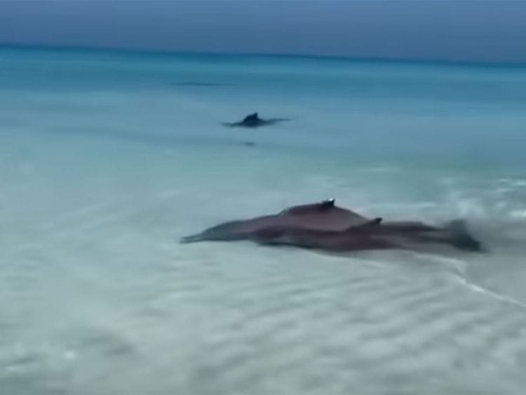 Whale