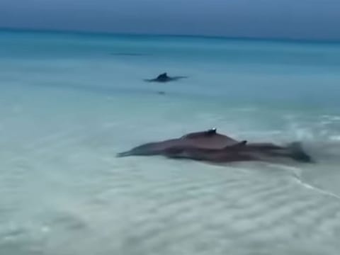 Screen grab of the video of Indian Ocean humpback dolphins spotted in Abu Dhabi waters off Saadiyat Island