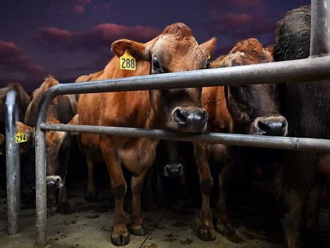 A photo taken on August 10, 2022 shows cows waiting to be milked on a dairy farm near Cambridge in New Zealand's Waikato region. Picture for illustrative purposes. 