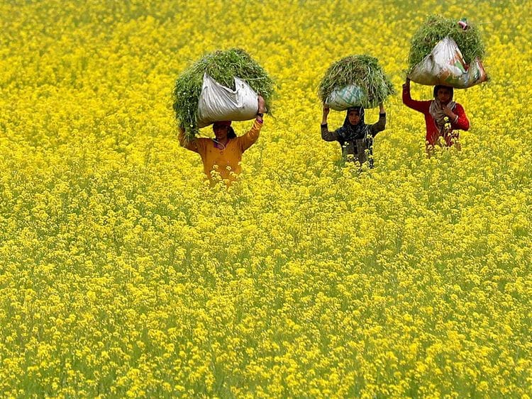 mustard fodder kashmir 