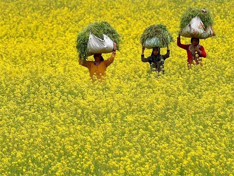 Women carry fodder for their cattle through a mustard field on Earth Day, amid concerns about the spread of the coronavirus disease (COVID-19), on the outskirts of Srinagar April 22, 2020. 