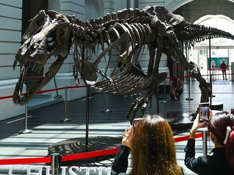 Photos: Tyrannosaurus Rex skeleton draws crowds in Singapore before auction 
