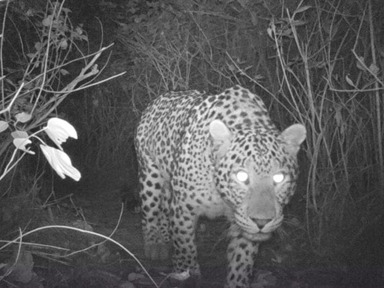 The big cat was seen near Galigupuram around 1am, with its movements captured on a shop’s CCTV camera.