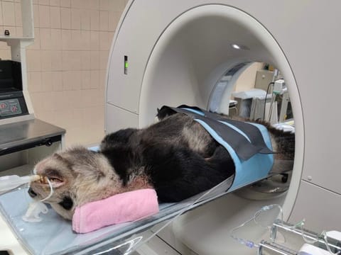 This undated handout picture released by the Taipei Zoo on November 19, 2022 shows giant panda Tuan Tuan, who was gifted to Taiwan by China in 2008, undergoing an MRI scan at the zoo in Taipei. 