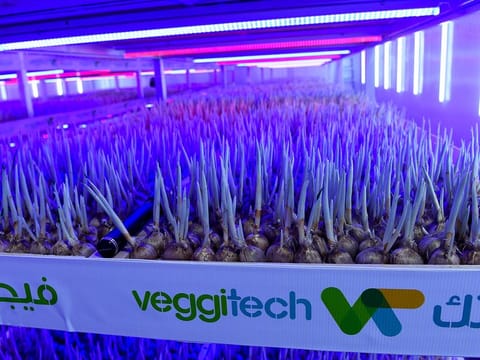 A Veggitech saffron farm in Sharjah.