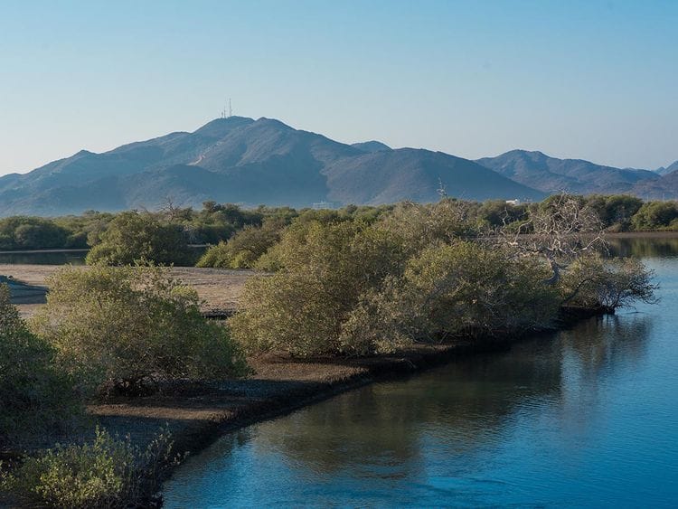 Kalba Mangrove - Sharjah 