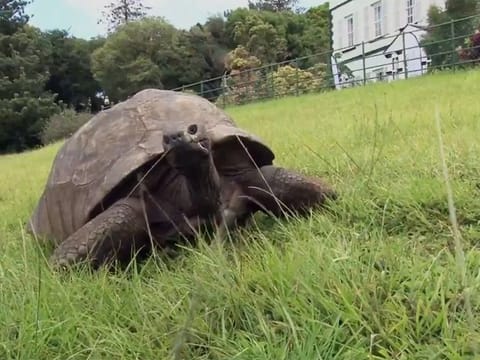 Guinness World Records lists Jonathan, a Seychelles giant tortoise, as the oldest living land animal.