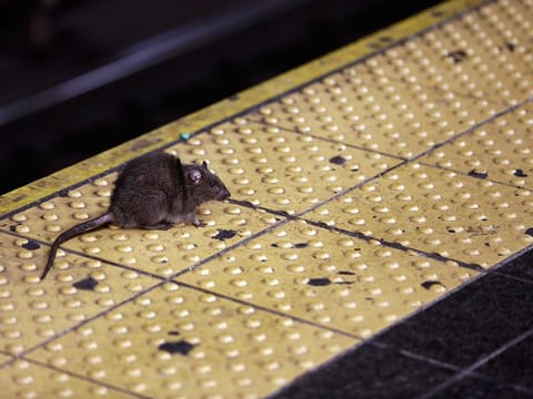A rat crosses a Times Square subway platform in New York. 