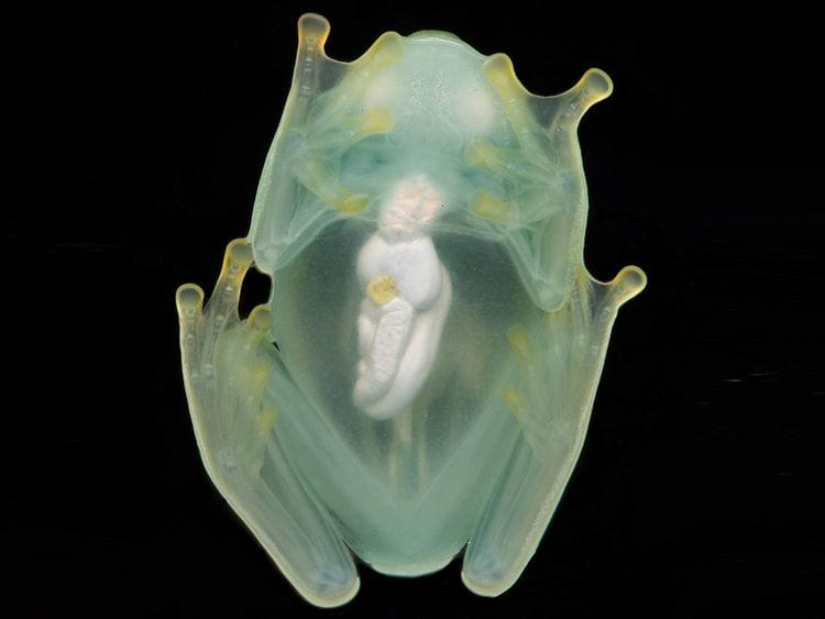 20221222 glass frog