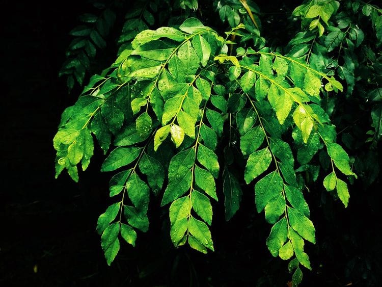 Curry leaves 