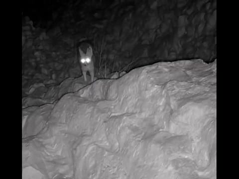 Watch: Rare animal species spotted in Abu Dhabi emirate