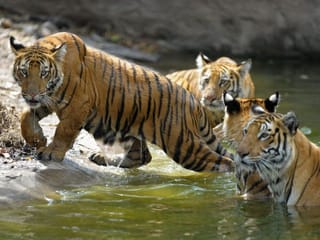 India investigates 'unnatural' death of five tigers