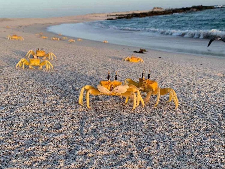 dubai-nature-reserves-1673767128401