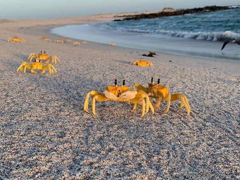 A huge variety of creatures can be found across the sanctuaries 
