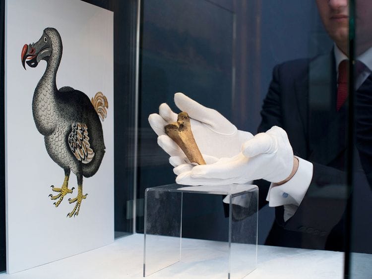 Dodo 