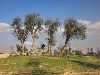 In Pictures: After weeks of rain, desert turns green in the UAE