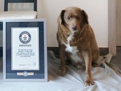 Bobi, a Rafeiro do Alentejo, was born on his family's farm in Conqueiros, Portugal, on May 11, 1992. Guinness World Records says he's not only the oldest dog but also the oldest to have ever lived. 