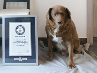 Bobi is world's oldest dog. Yours can live a long, happy life, too