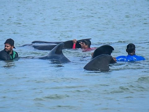 Sri Lanka's soldiers and fishermen try to push back 11 stranded pilot whales into the deep water in the northwestern coast of Kudawa on February 11, 2023.  