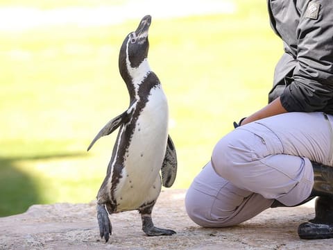 Visitors can also feed the penguins 