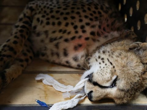 A cheetah lies after being sedated, before being flown with eleven others from South Africa to India under an agreement between the two governments to introduce the African cats to the South Asian country over the next decade, at Rooiberg veterinary facility, Limpopo province, South Africa, February 17, 2023.  