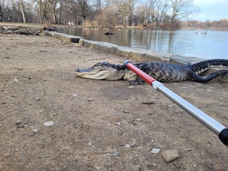 Alligator us