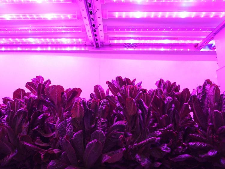 Stock-Aero-Farms