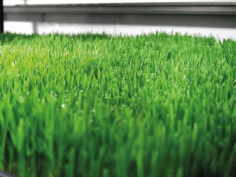 Abu Dhabi-based World of Farming aims to grow fodder for the region’s meat and dairy farmers