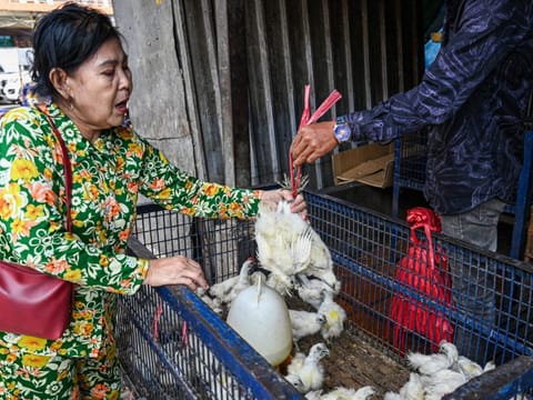 A woman buys chickens at a market in Phnom Penh on February 24, 2023. The father of an 11-year-old Cambodian girl who died earlier in the week from bird flu tested positive for the virus, health officials said. 