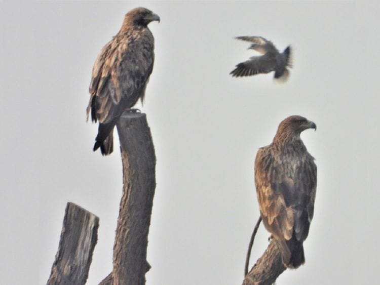 Eagle