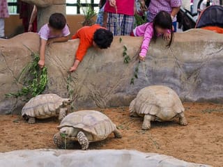 6 zoos in the UAE you can visit – Al Ain, Dubai, Abu Dhabi, Ajman, Ras Al Khaimah and Umm Al Quwain