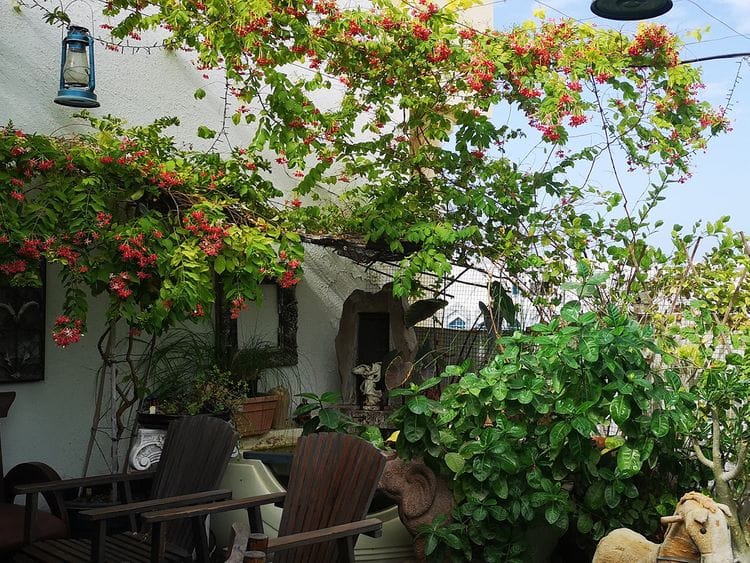 Bency Baibe's terrace garden